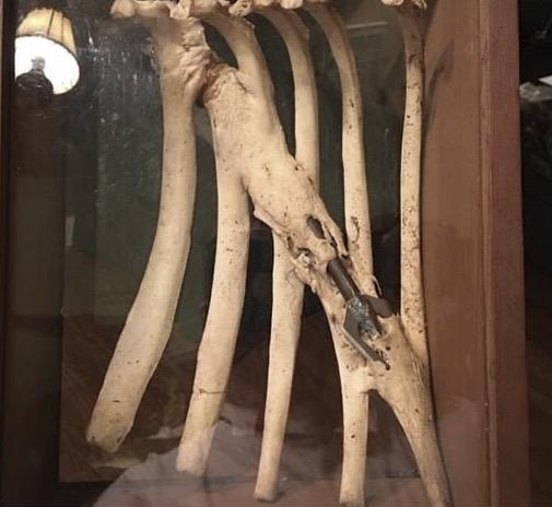 Years+of+bone+growth+encapsulated+this+arrow+that+had+become+lodged+in+a+deer%26%238217%3Bs+ribcage