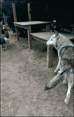 Wolves+are+bigger+than+I+thought