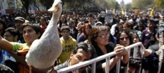When+ducks+protest.