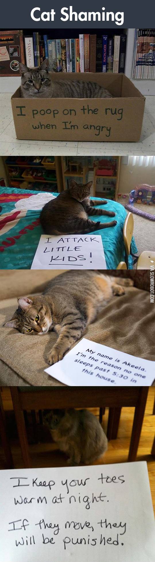 Cat+shaming.