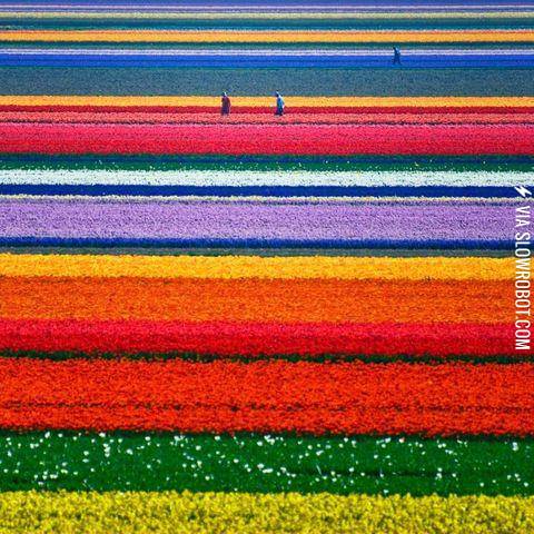 Tulip+fields+in+The+Netherlands
