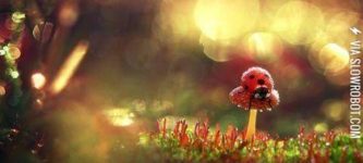 Ladybug+perched+upon+a+toadstool+in+the+morning+dew