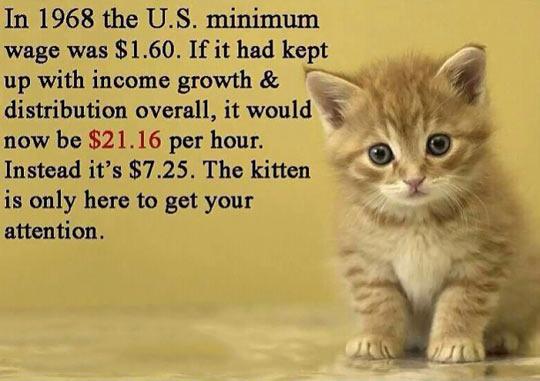 Minimum+wage+is+too+low%2C+and+here+is+a+kitten.