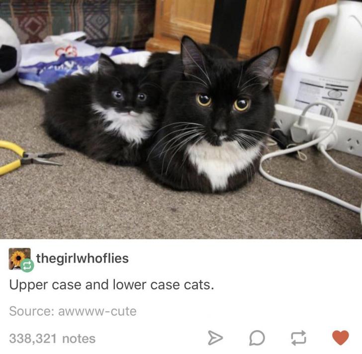 Upper+and+lower+case+cats