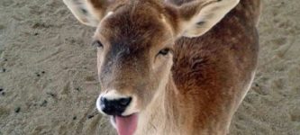 Deer+derp