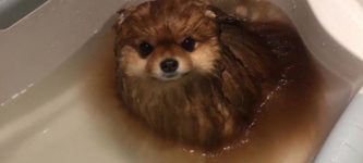 Warning%3A+Pupper+dissolves+in+water