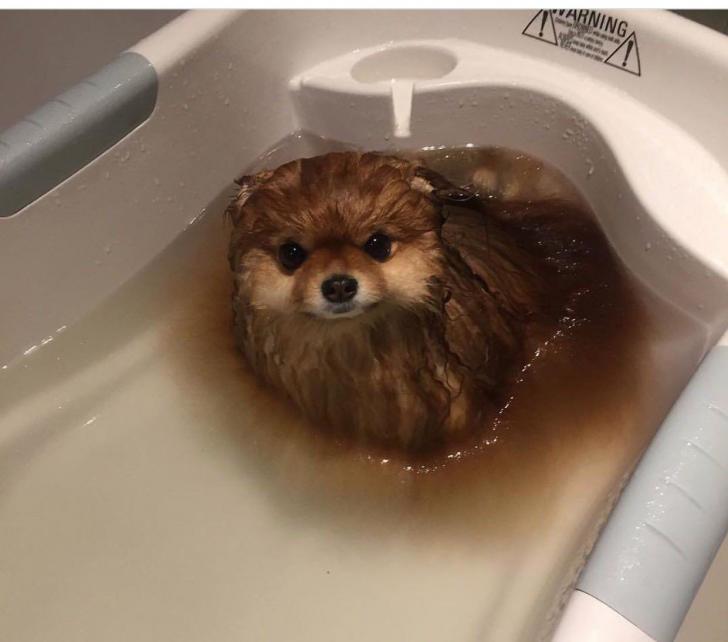Warning%3A+Pupper+dissolves+in+water