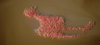 American+Flamingos+in+the+Gulf+of+Mexico+forming+a+giant+version+of+themselves.+Photo+was+taken+by+Bobby+Haas.+He+described+it+as+the+%26quot%3Bholy+grail%26quot%3B+of+wildlife+photography.