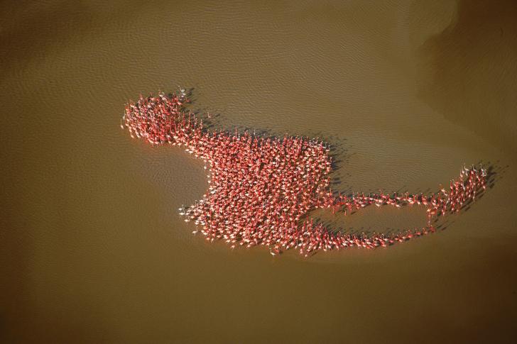 American+Flamingos+in+the+Gulf+of+Mexico+forming+a+giant+version+of+themselves.+Photo+was+taken+by+Bobby+Haas.+He+described+it+as+the+%26quot%3Bholy+grail%26quot%3B+of+wildlife+photography.