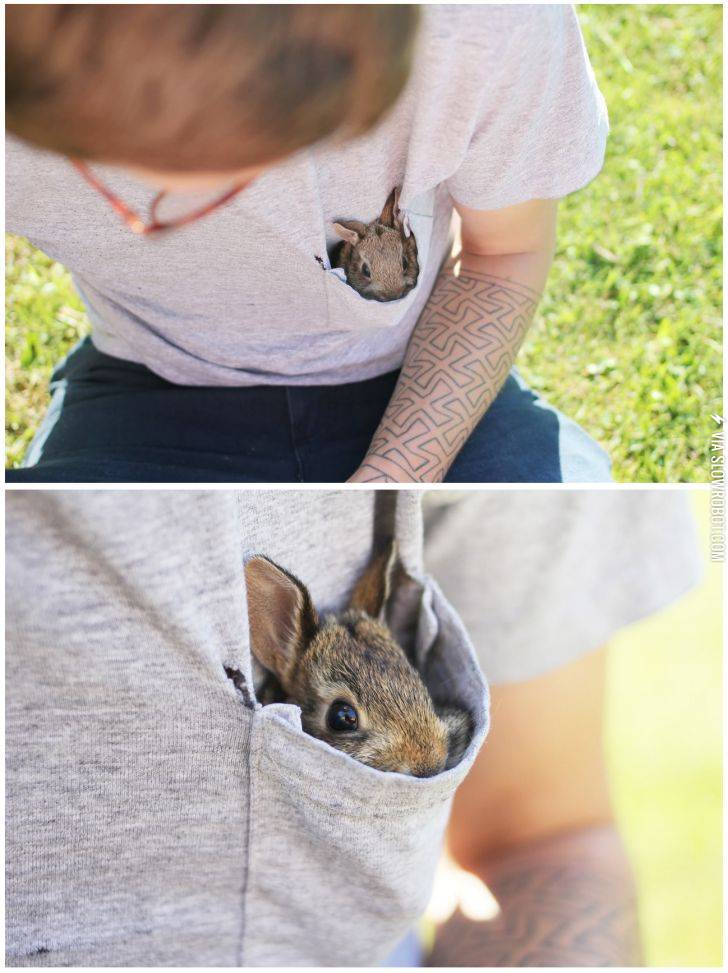 pocket+bunny