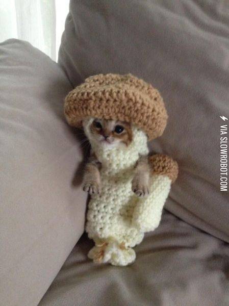 This+might+be+the+cutest+kitty+I%26%238217%3Bve+ever+seen.