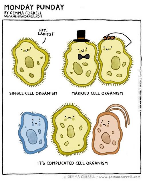 Single+cell+organisms.