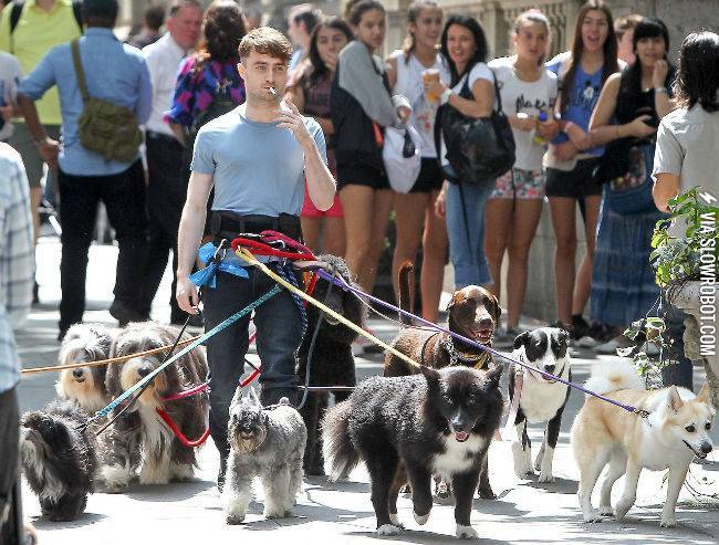 Daniel+Radcliffe+has+a+new+career+as+a+dog+walker.
