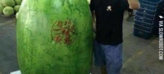 The+biggest+watermelon+in+the+world