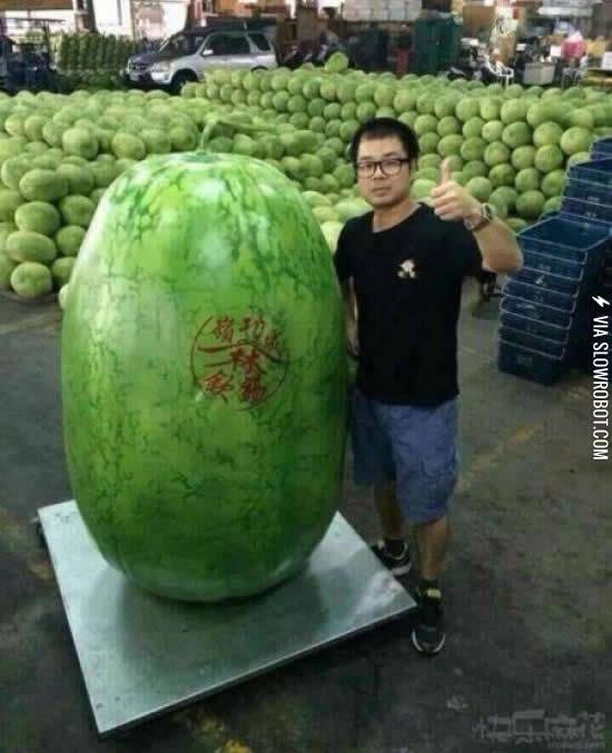 The+biggest+watermelon+in+the+world