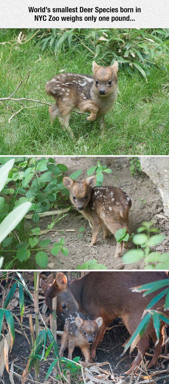 He%26%238217%3Bs+So+Cute+And+Tiny