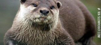 You+must+be+thinking+of+the+otter+guy