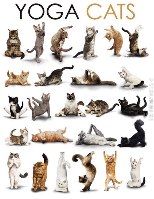 Yoga+cats.