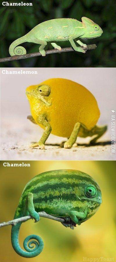 It%26%23039%3Bs+amazing+how+it+can+disguise+itself%21