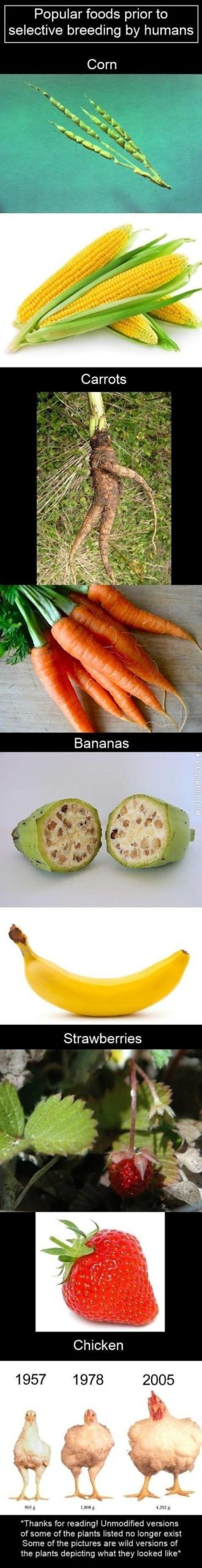 What+foods+used+to+look+like+before+selective+breeding+by+humans
