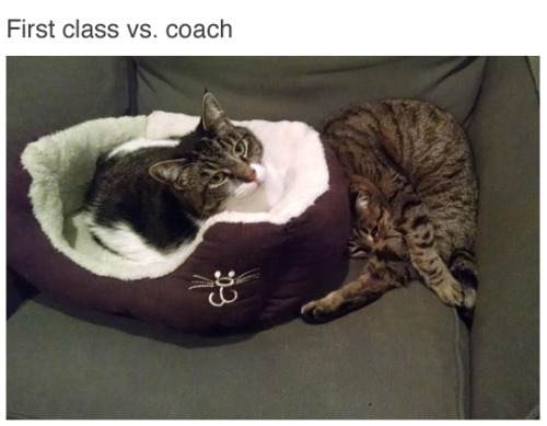 First+class+vs.+Coach