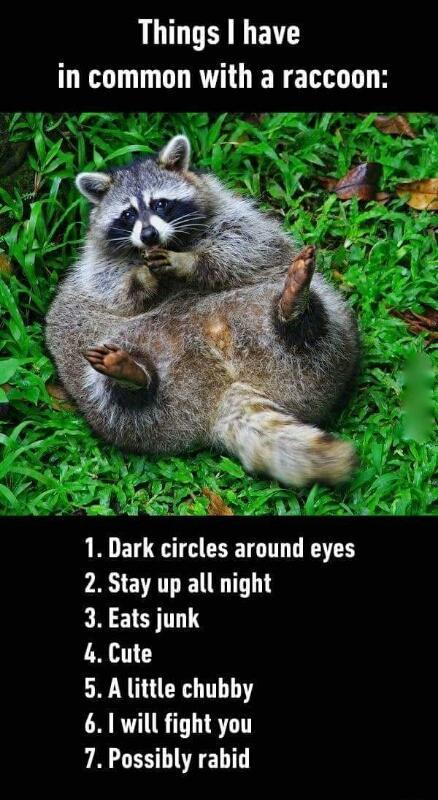 Things+I+have+in+common+with+a+raccoon