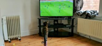 Cat+Enjoys+The+Footy