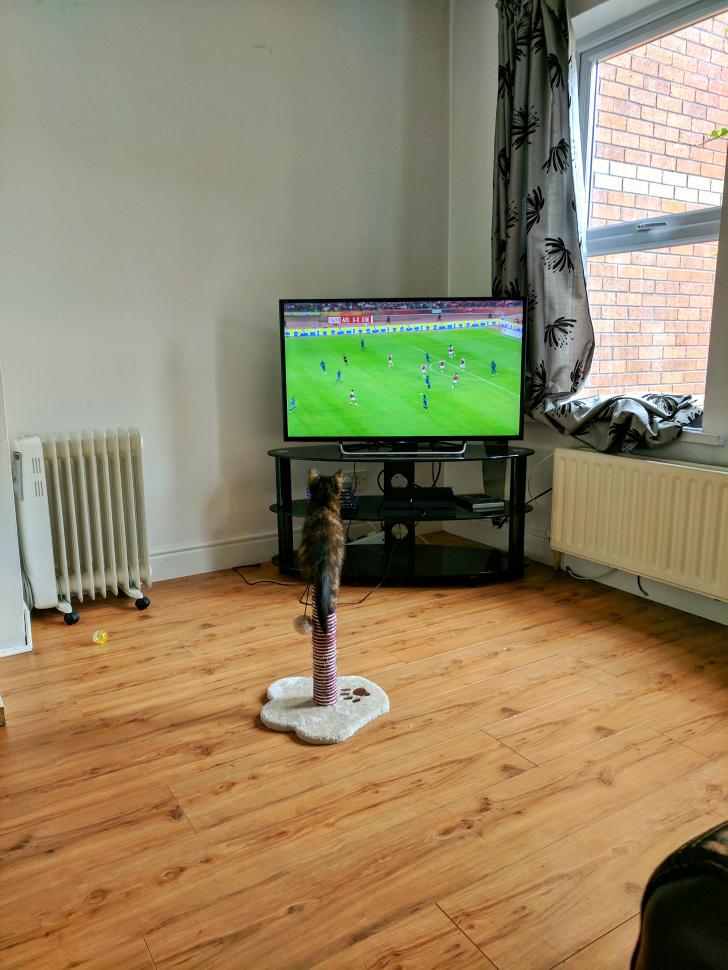 Cat+Enjoys+The+Footy