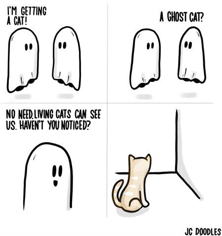 I%26%238217%3Bm+Getting+A+Cat%21+A+Ghost+Cat%3F