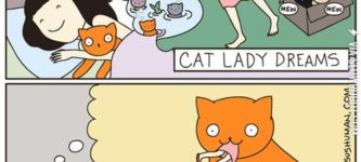 Cat+lady+dreams+vs.+Cat+dreams