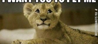 Lion+cub+problems.
