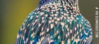 Starling