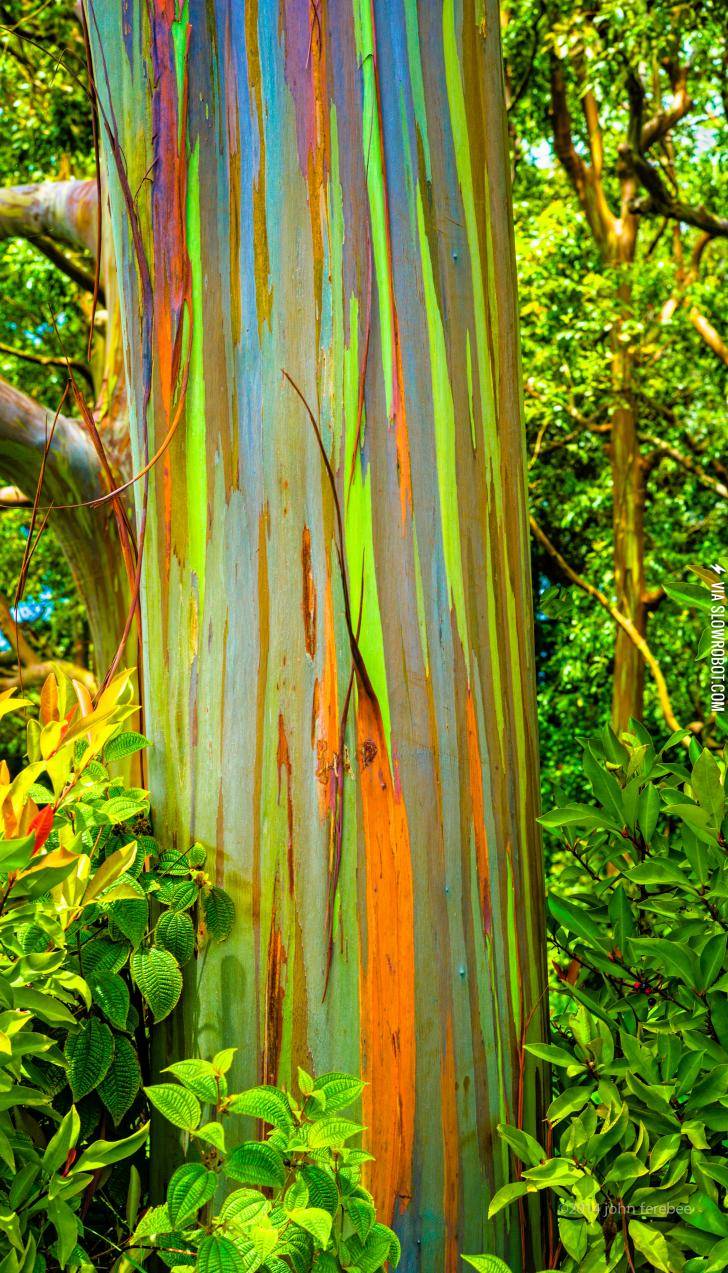 The+trunk+of+a+rainbow+eucalyptus+%28not+photoshopped%29