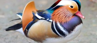 Mandarin+ducks+are+elegant.
