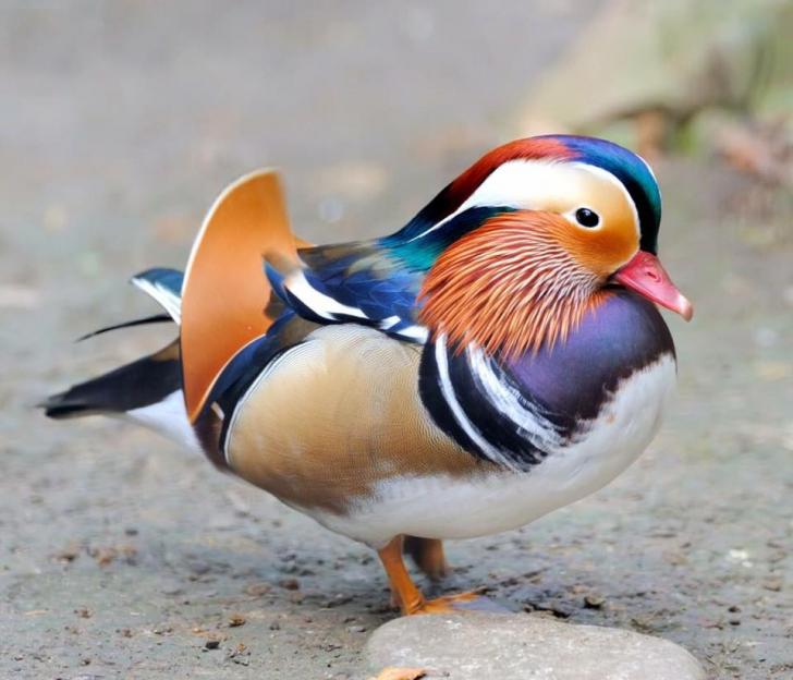 Mandarin+ducks+are+elegant.