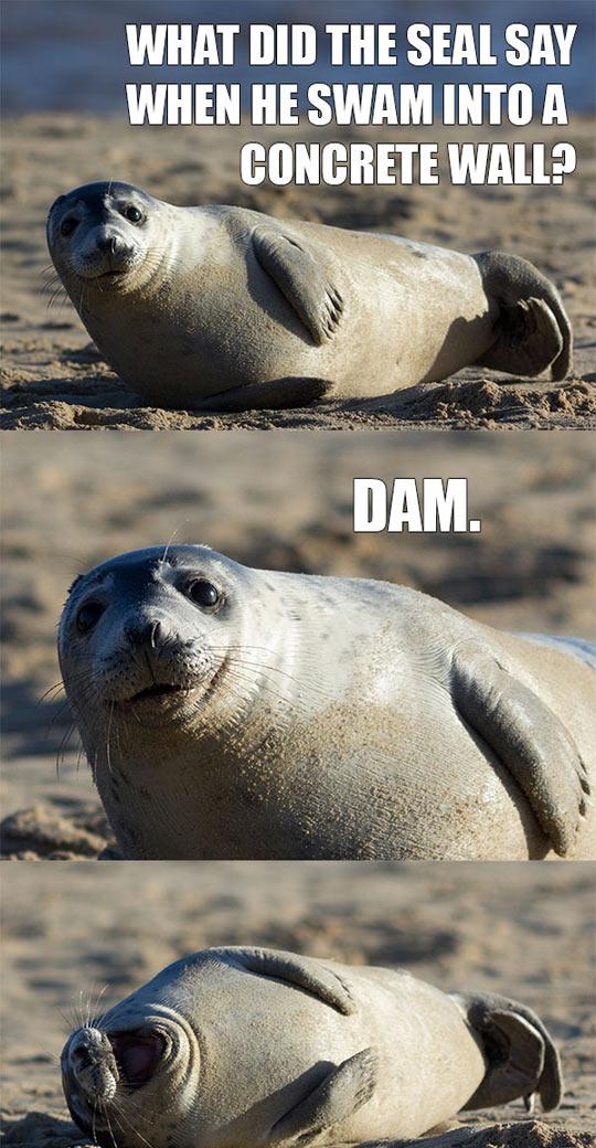 Seal+jokes%26%238230%3B