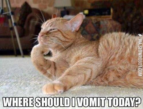 A+cat%26%238217%3Bs+life.