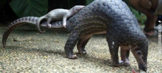 Pangolin+and+pangopup.