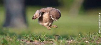 Baby+owl+learning+to+fly.