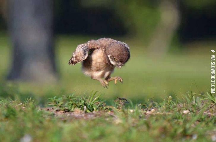 Baby+owl+learning+to+fly.