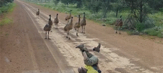 How+to+trick+ostriches.