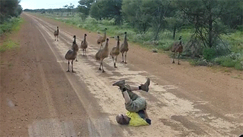 How+to+trick+ostriches.