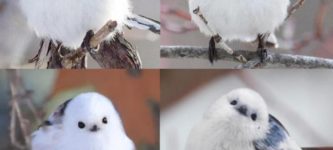 The+Korean+Crow-Tit+looks+like+a+cotton+ball+ploof+with+a+cute+little+face+%3A%29