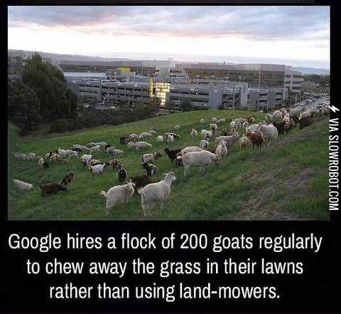 Google%26%238217%3Bs+goats