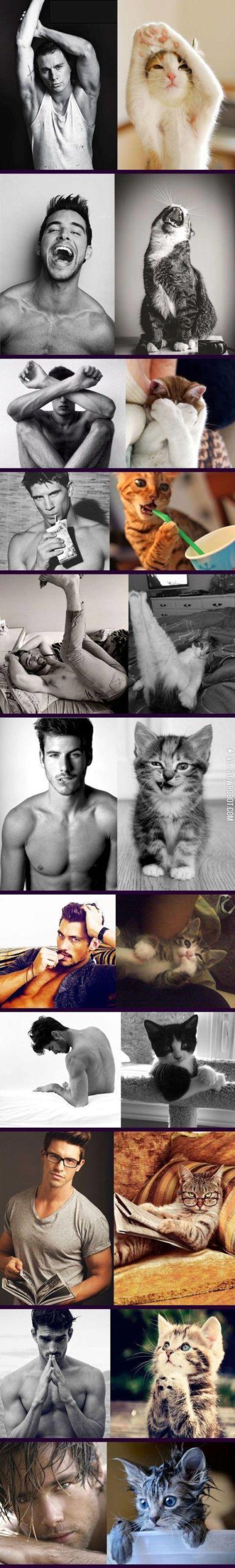 My+cat+does+it+better+than+you