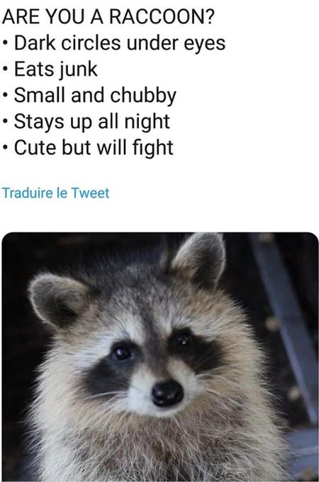Are+You+A+Raccoon%3F