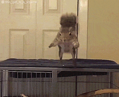 Life+of+indoor+squirrel