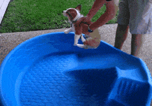 My+dog+gets+confused+easily.