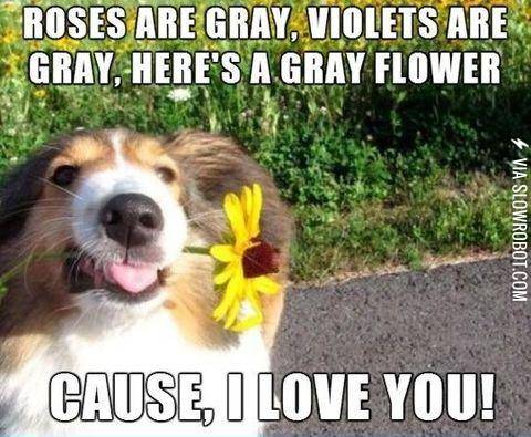 Dogs+are+the+sweetest