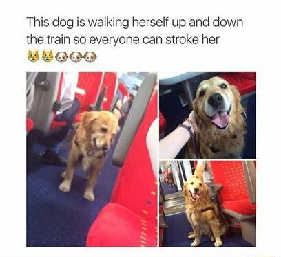 This+dog+has+life+figured+out.